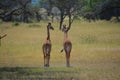 Two baby Giraffes on the plains in Africa Royalty Free Stock Photo