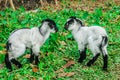 Two baby goat enjoying their first eat grass