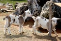 Two Baby Goats Royalty Free Stock Photo