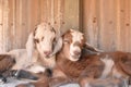 Two baby goats cuddle.