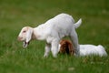 Two baby goats in a meadow, one standing, one lying Royalty Free Stock Photo