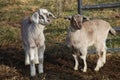 Two baby goats standing