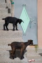 Small urban goats wait outside a door