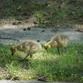 Two baby Goslings.