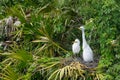 Two baby Great Egret birds on the tree branch in Florida wilderness during spring time Royalty Free Stock Photo