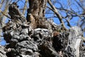 Two baby Great Horned Owls sleeping in their nest Royalty Free Stock Photo