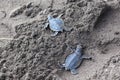 Two Baby green turtles on the beach in Costa Rica