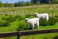 Two baby highland calves in a field. Royalty Free Stock Photo