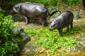 Two baby hippopotamus eating green grass Royalty Free Stock Photo