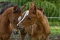 Two baby horses nuzzling each other