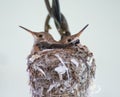 Two Baby Hummingbirds Share Nest Close Up