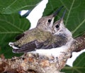 Two Baby Hummingbirds Royalty Free Stock Photo