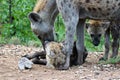 Mum is licking baby Hyena with brother looking on