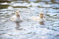 Two baby indodas swim in the pond on summer day Royalty Free Stock Photo