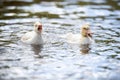 Two baby indodas swim in the pond on summer day Royalty Free Stock Photo