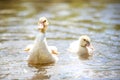 Two baby indodas swim in the pond on summer day Royalty Free Stock Photo