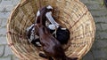 Two baby kids of a goat playing in the big round basket. Cute goat and lamb sitting on top of each other