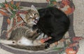 Two baby kittens playing and fighting Royalty Free Stock Photo