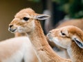 Two baby lamas Royalty Free Stock Photo