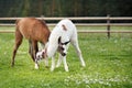 Two baby lamas playing together Royalty Free Stock Photo