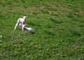 Two baby lambs Royalty Free Stock Photo