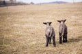 Two baby lambs walking together Royalty Free Stock Photo