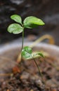 Two baby lemon tree close up shot