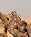 Two baby Little Owls Royalty Free Stock Photo