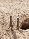Two Baby Meerkats