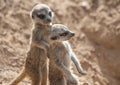 Two Baby Meerkats