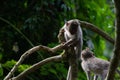 Two baby monkeys climbing the green tree in the jungle Royalty Free Stock Photo