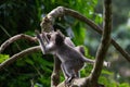 Two baby monkeys climbing the green tree in the jungle Royalty Free Stock Photo