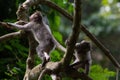 Two baby monkeys climbing the green tree in the jungle Royalty Free Stock Photo