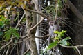 Two baby monkeys on the green tree in the jungle Royalty Free Stock Photo