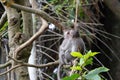 Two baby monkeys on the green tree in the jungle Royalty Free Stock Photo