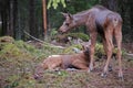 Two baby moose in forest Royalty Free Stock Photo