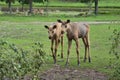 two baby moose in a meadow. Young animals from the forest. King of the forest