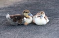 Two Baby Muscovy Ducklings Together on Sidewalk Royalty Free Stock Photo