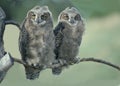 Two baby owls Royalty Free Stock Photo