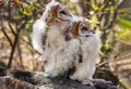 two baby owls