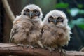 two baby owls, their heads tilted in opposite directions, perched on a branch