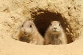 Two baby prairie dogs looking out of their burrow Royalty Free Stock Photo