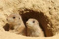 Two baby prairie dogs looking out of their burrow Royalty Free Stock Photo