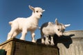 Two baby pygmy goats