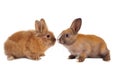 Two baby rabbits Royalty Free Stock Photo