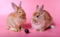Two baby rabbits, fluffy, brown body sitting on a pink background. There is one cherry fruit