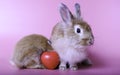 Two baby rabbits, furry, brown body sitting on a pink background. With 1 red heart