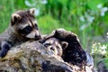 Two baby raccoons coming out of a hollow log.