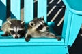 Two baby raccoons lounging on a bright aqua Adirondack chair in the sun. Royalty Free Stock Photo