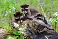 Two baby raccoons playing in a hollow stump.